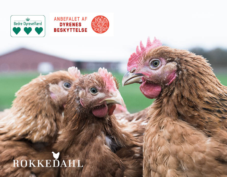 Billedet: Rokkedahl fritgående økologiske kyllinger har 3 hjerter i Fødevarestyrelsens Dyrevelfærdsmærkeordning og er anbefalet af Dyrenes Beskyttelse